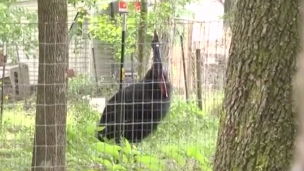 wptv-cassowary-.jpg