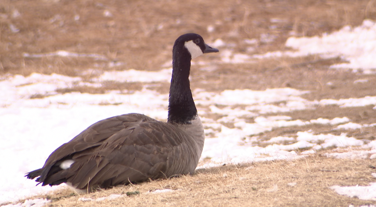 Avian Flu