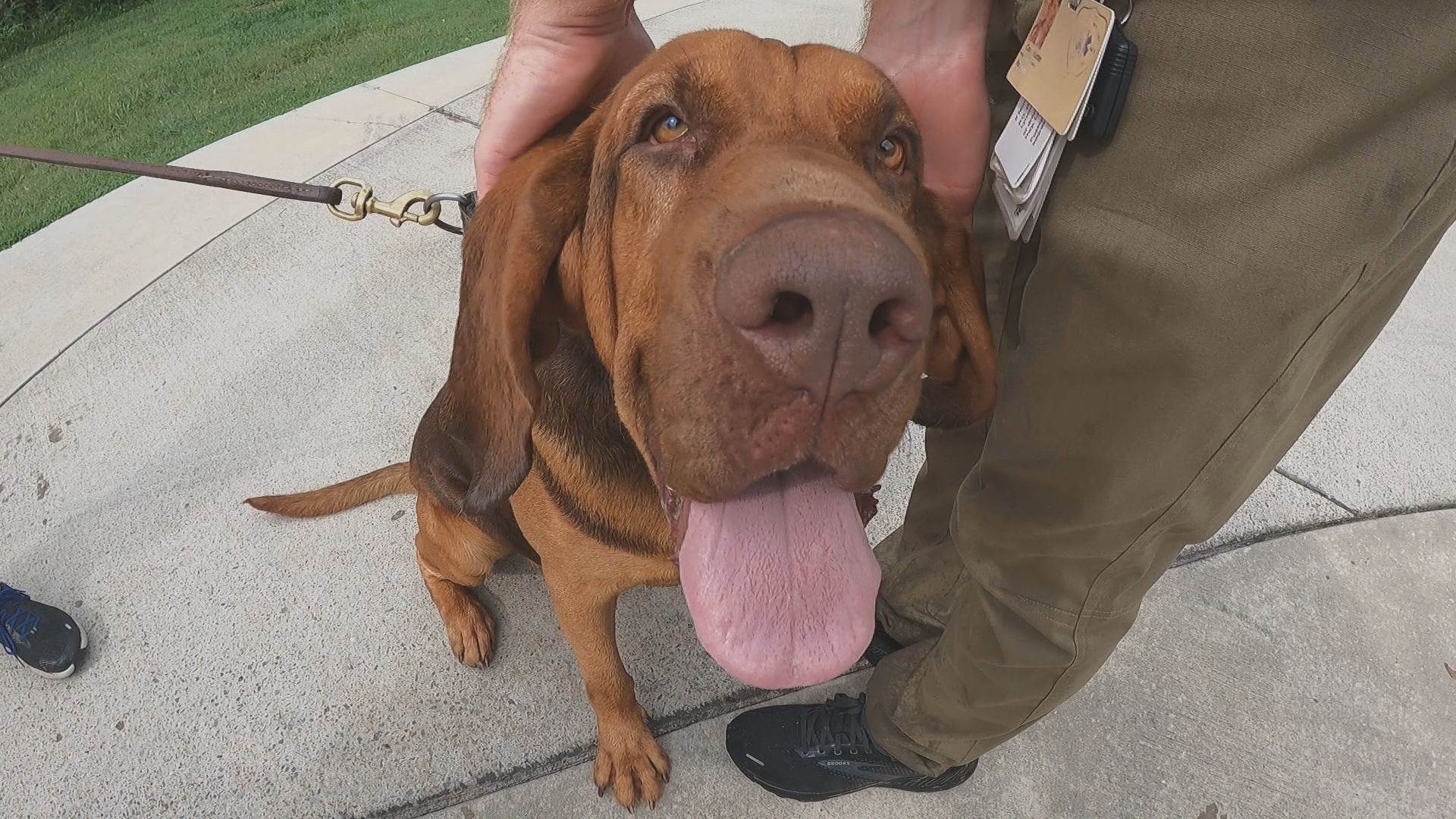 Hoss the bloodhound