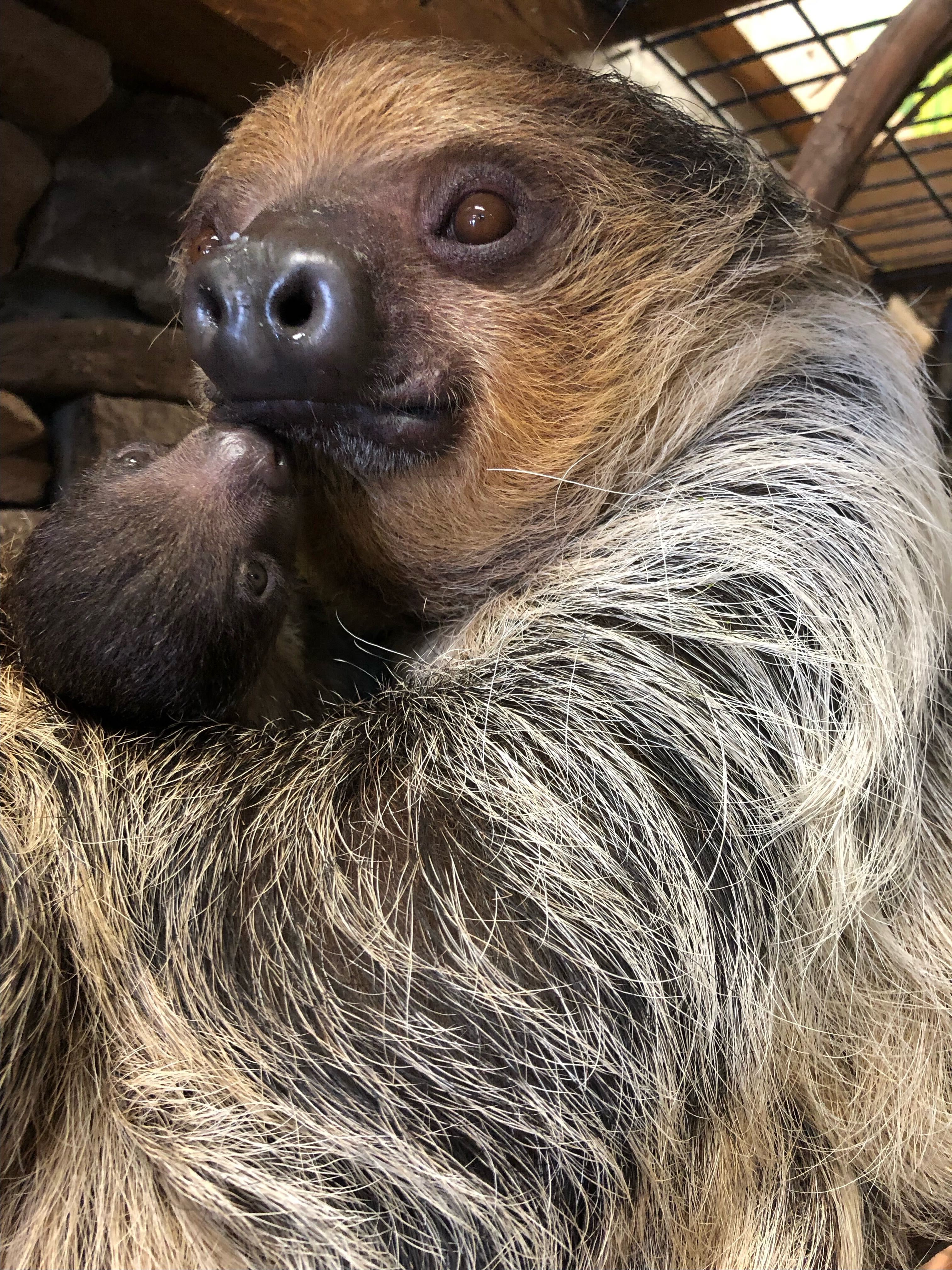 sloth.jpg