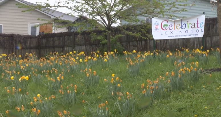Daffodils.JPG