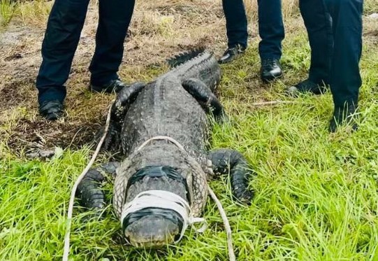 Alligator secured by police personnel in Port St. Lucie. Sept. 30, 2023.jpg