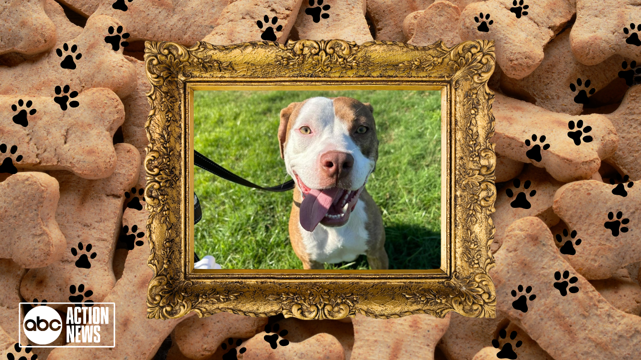 Rescues in Action: Seamus