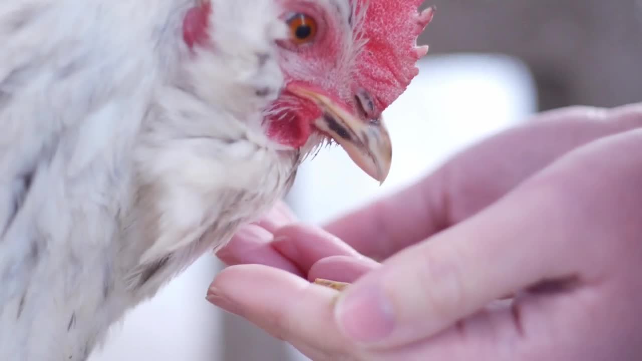 backyard chicken.jpg