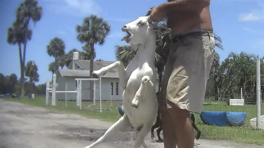 WPTV-FELLSMERE-SLAUGHTERHOUSE.jpg