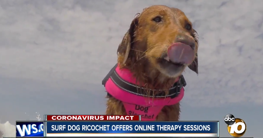 RIcochet the Surf Dog.png