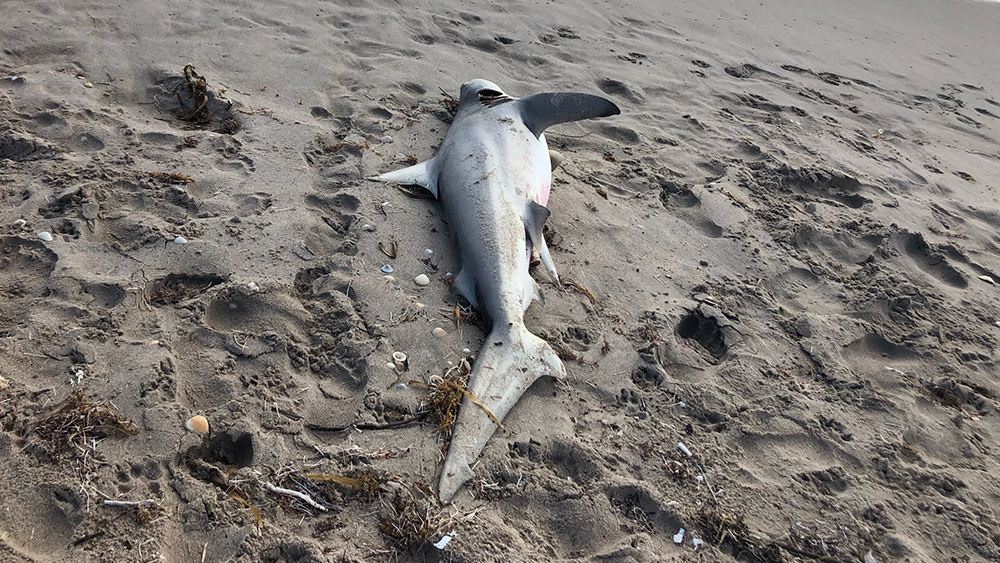 WPTV-DELRAY-BEACH-DEAD-SHARK-2.jpg
