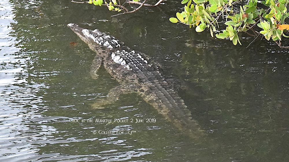 WPTV-STUART-CROCODILE.jpg