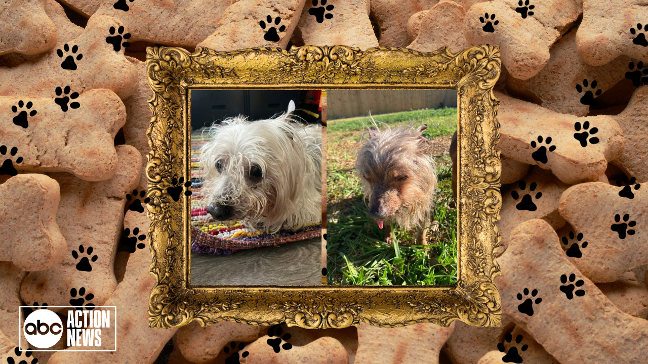 Rescues in Action: Statler & Waldorf