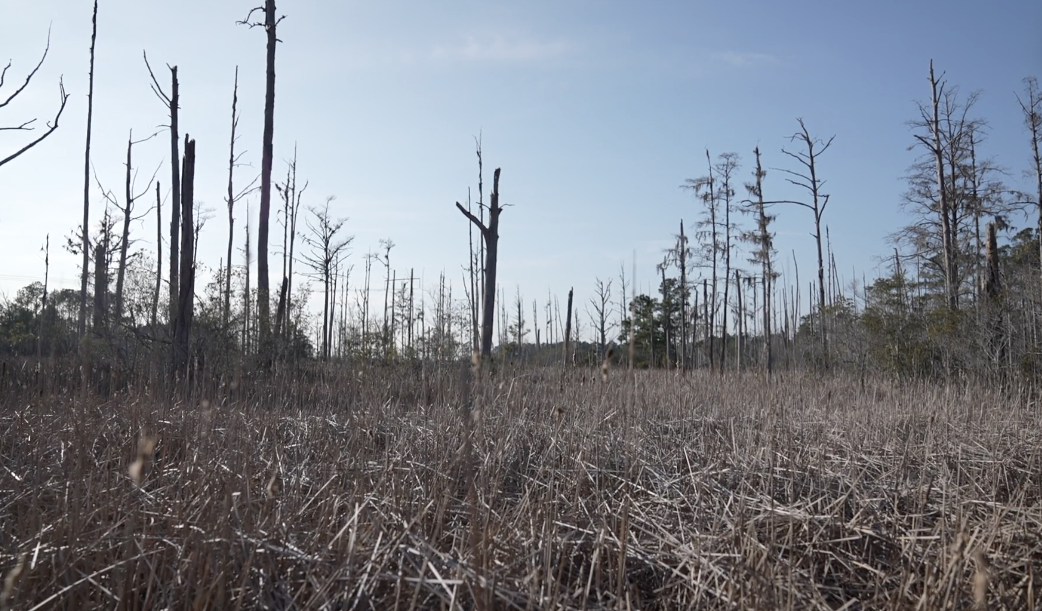 Ghost forests are cropping up along parts of America's coastline, particularly along the Atlantic and Gulf coasts. Rising sea levels are encroaching on forests, whose trees can't survive the water's salinity. 
