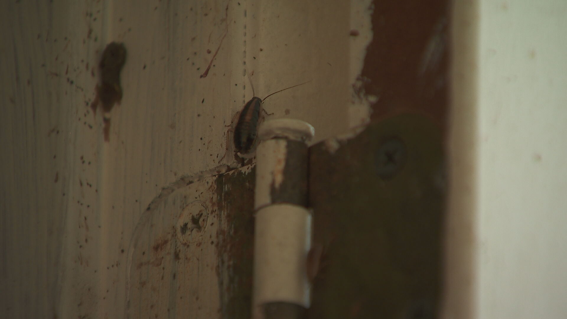 Cockroach