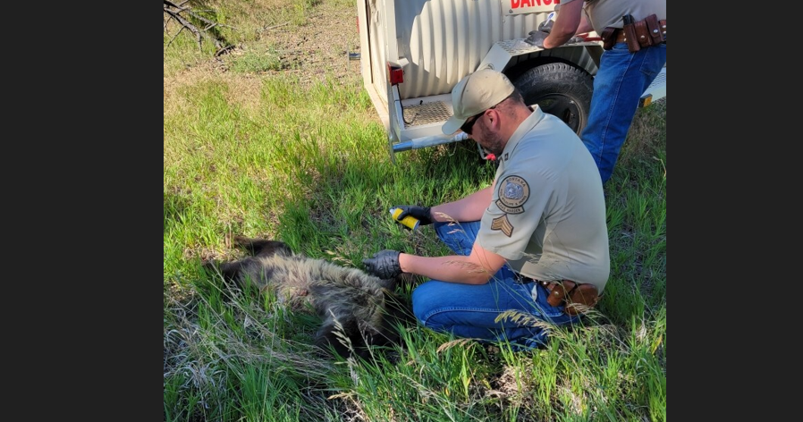 fwp black bear snip.png