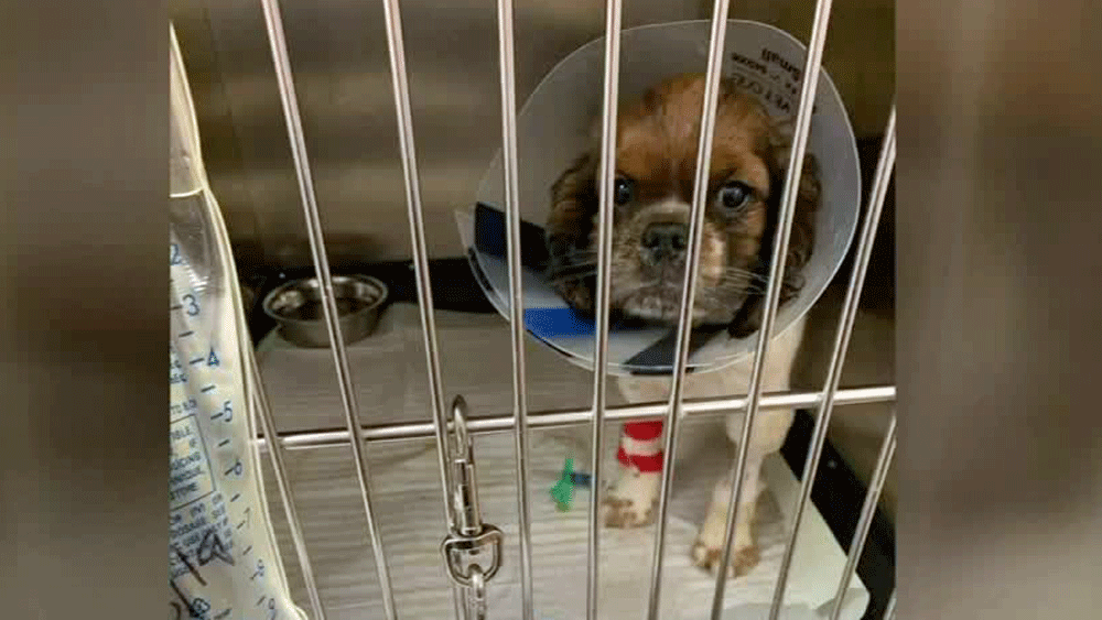 wptv-puppy-rescue.jpg