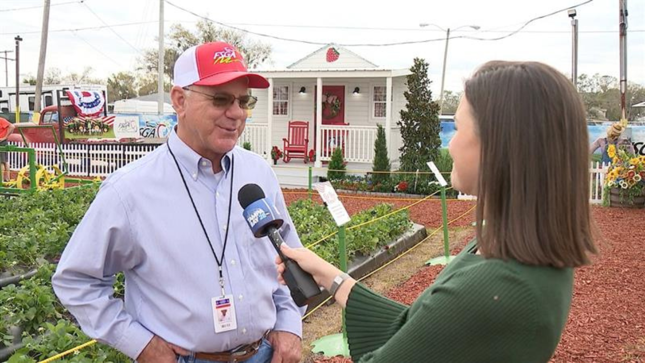 Strawberry growers share update on season after cold snap as Florida Strawberry Festival opens