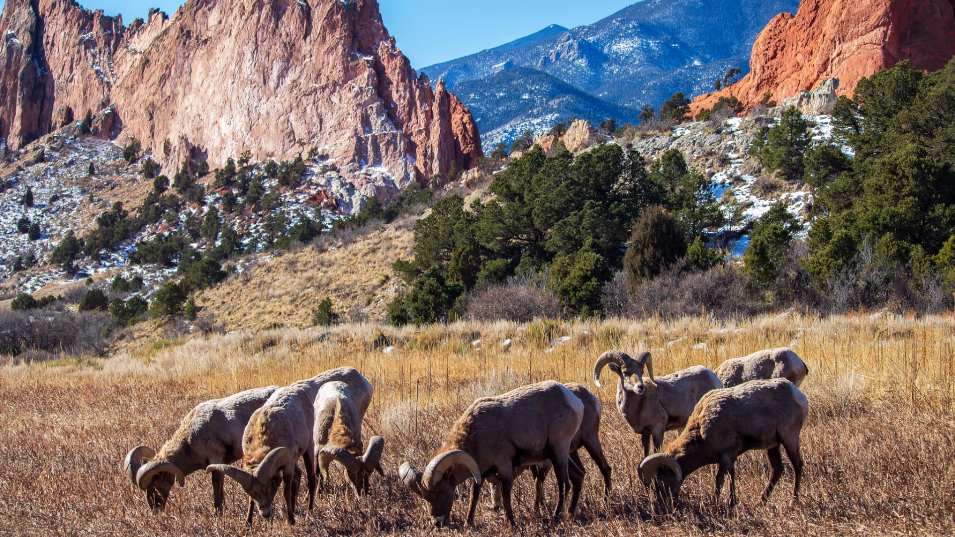 Rams at Garden of the Gods