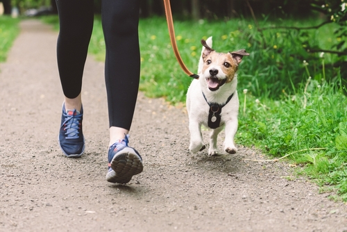 Stock image of a woman running alongside her dog.