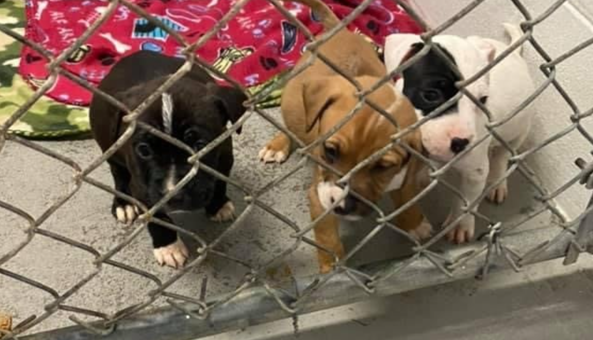 Wakulla County deputies investigating after 4 puppies found abandoned in forest 