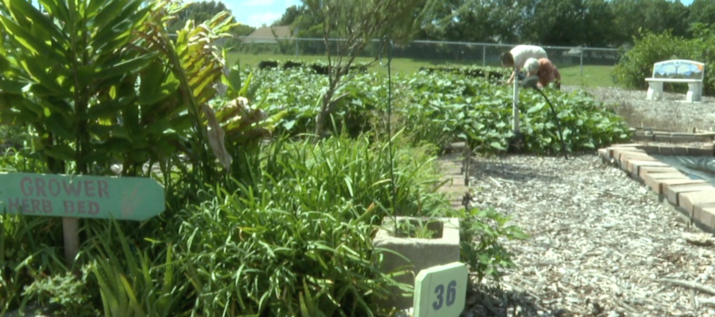Grow Your Own Groceries