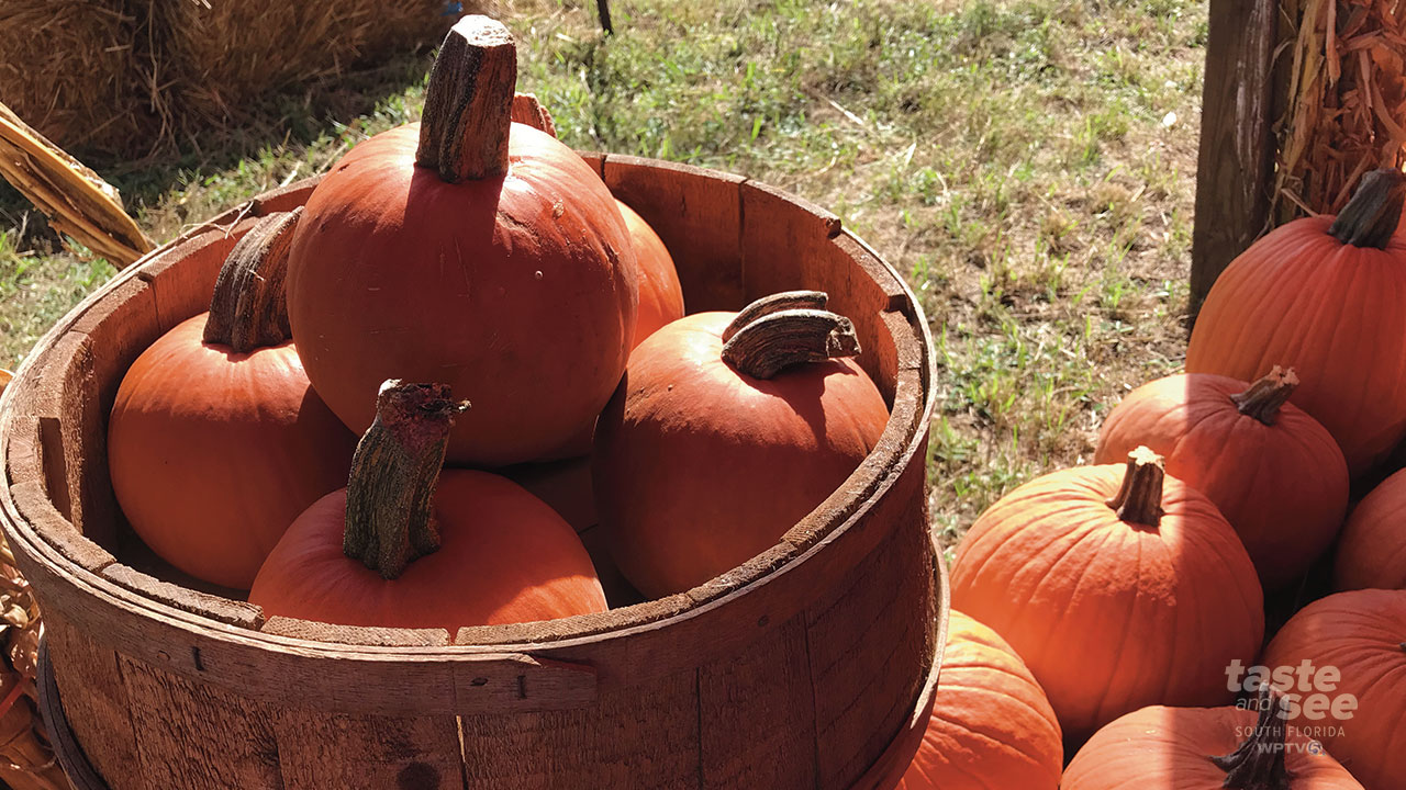 Tree Towne Pumpkin Patches now open.