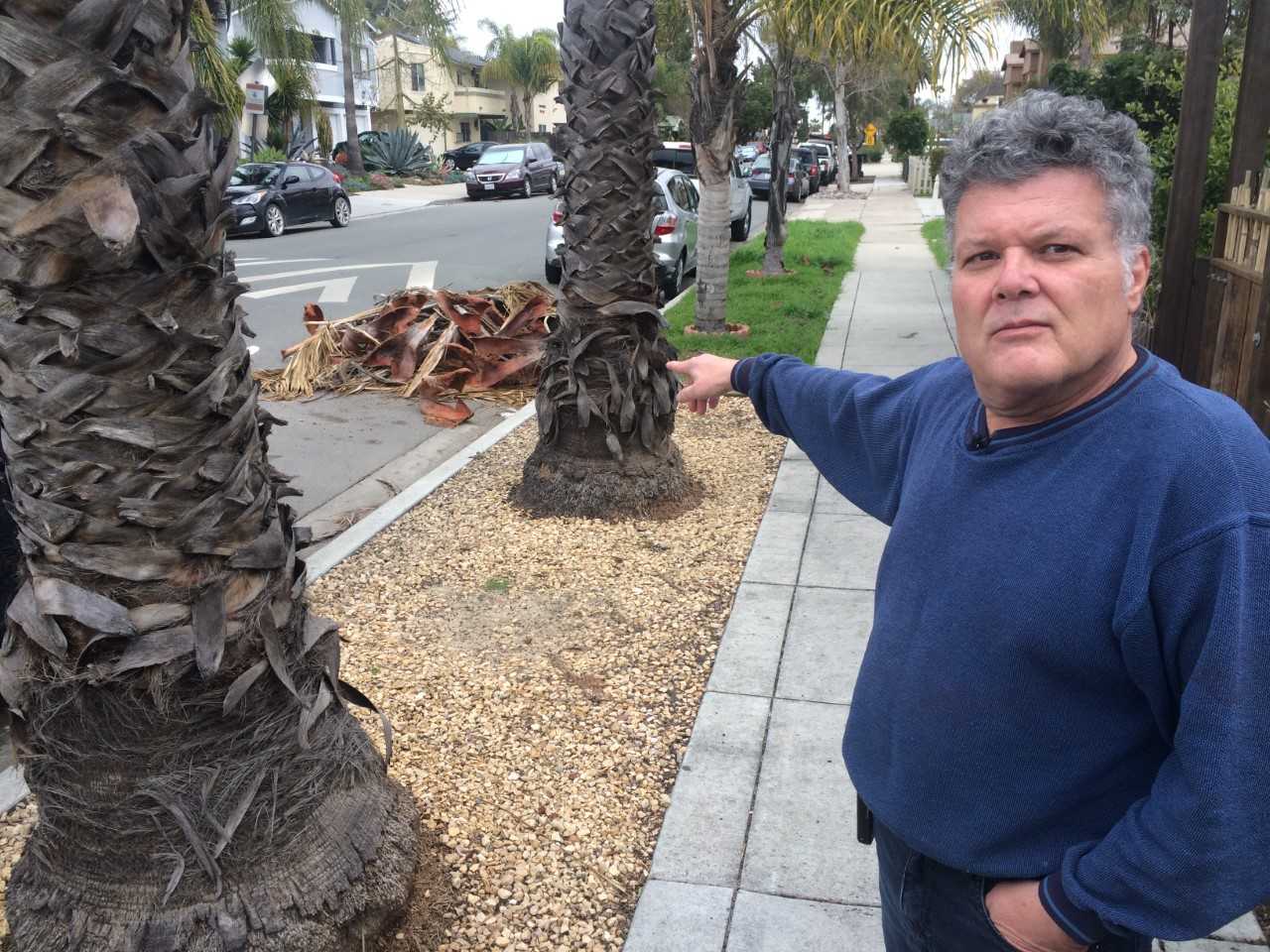 Palm Tree.jpg