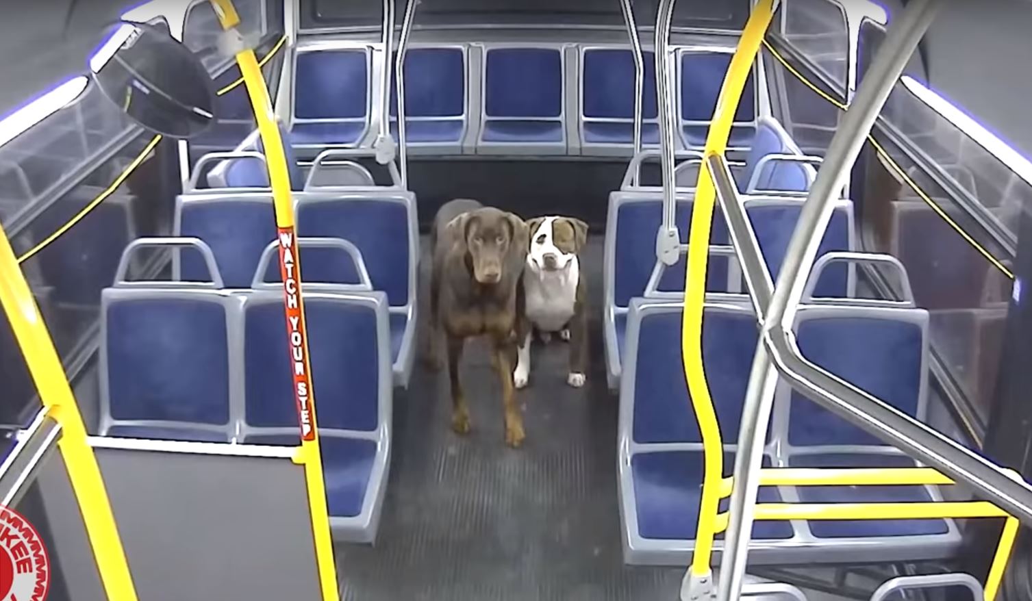 dogs on the bus.JPG
