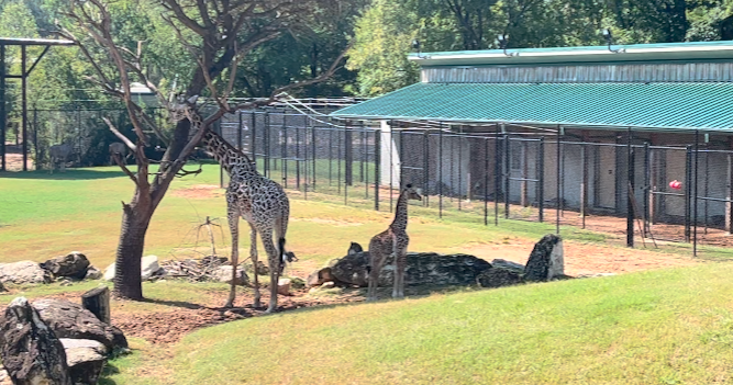 Cameron Park Zoo