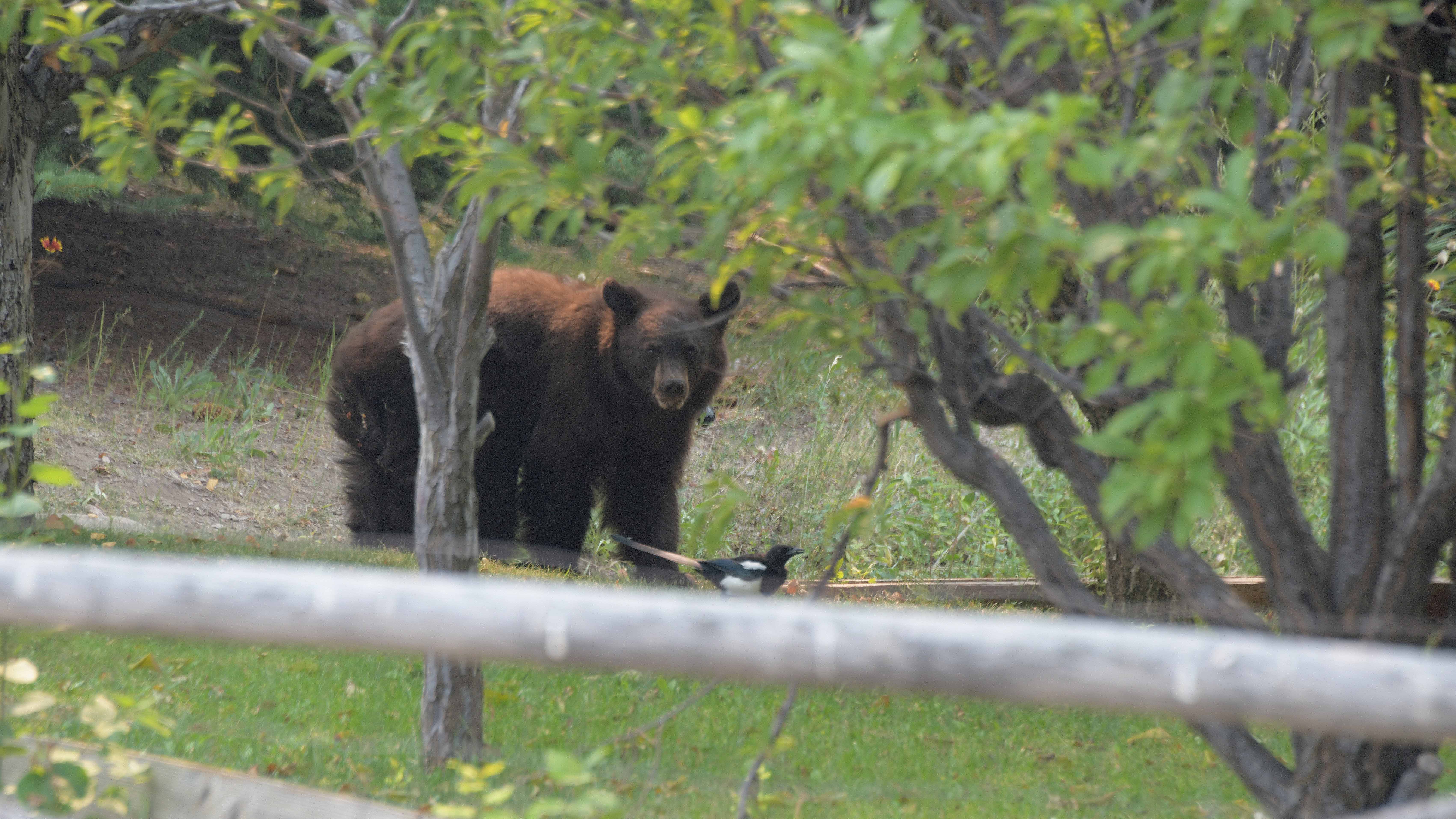 black-bear-found-an-apple-tree-in-hailey-aug-2024-lowres.jpg
