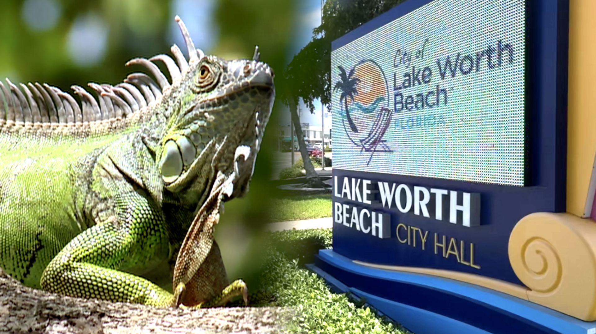 iguana take over Lake Worth Beach thumbnail.png