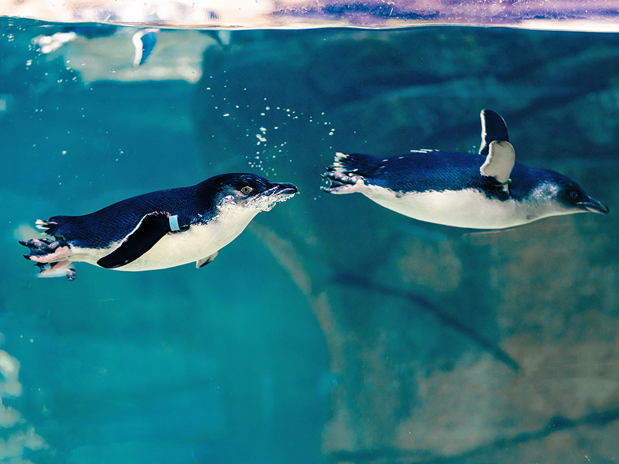 little_blue_penguins_water_birch_aquarium.jpg