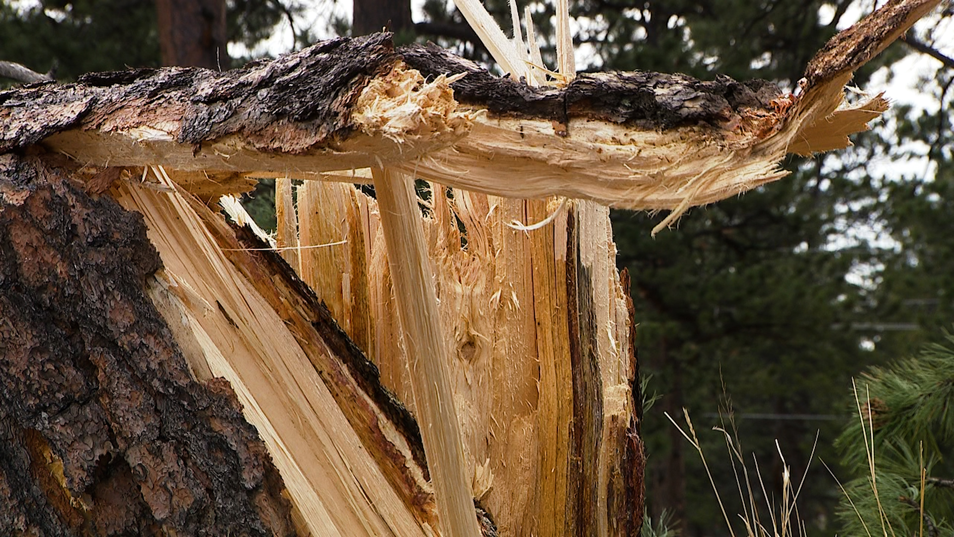 downed tree.jpg