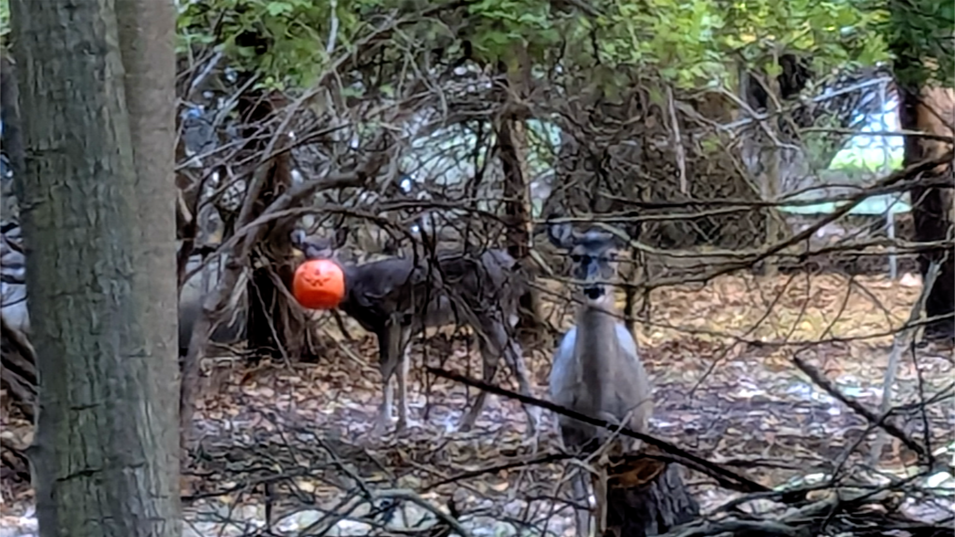 'There was no way to help it': Deer gets plastic pumpkin stuck to its nose 