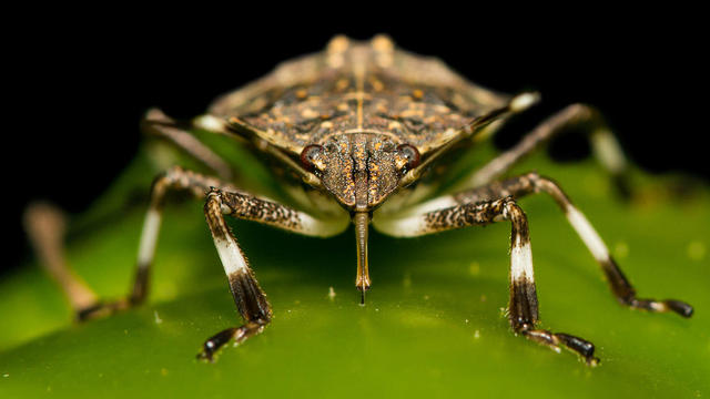 stinkbug.jpg