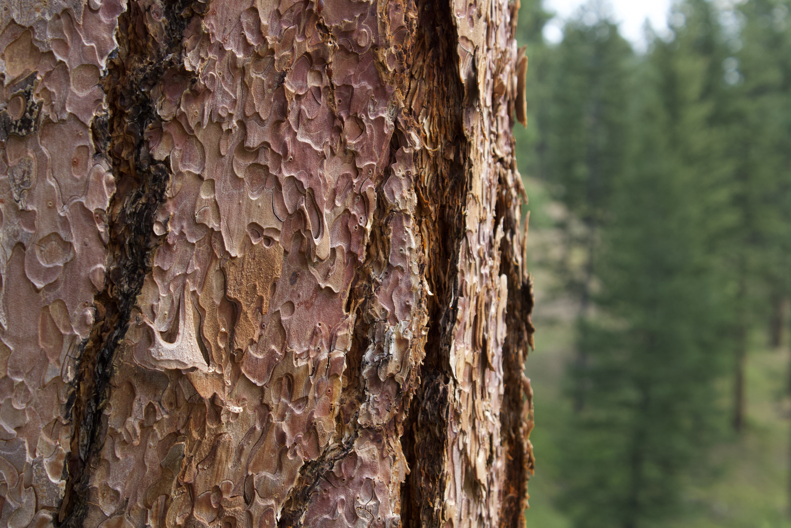 Old Growth