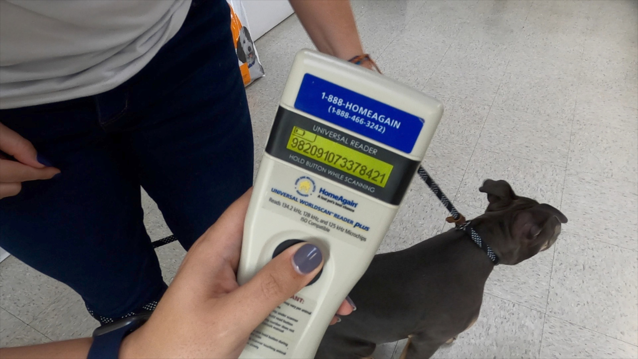 Experts give tips on getting your pets ready for hurricane season