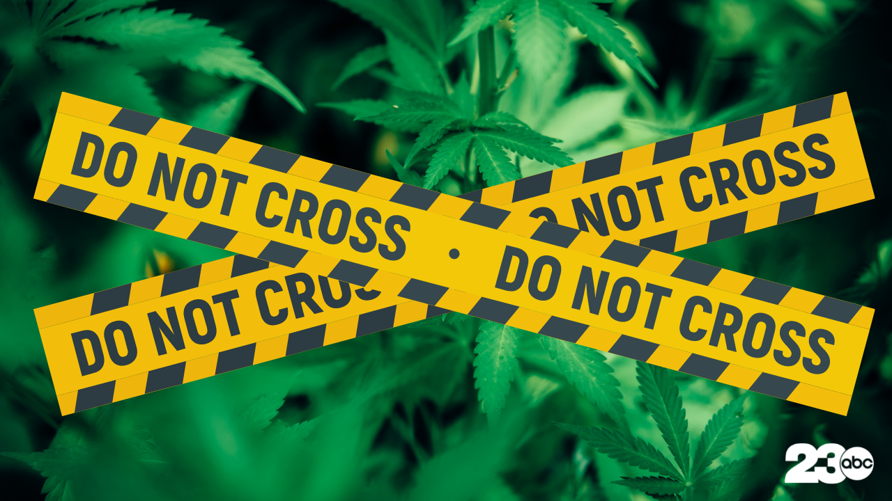 Marijuana bust (file)