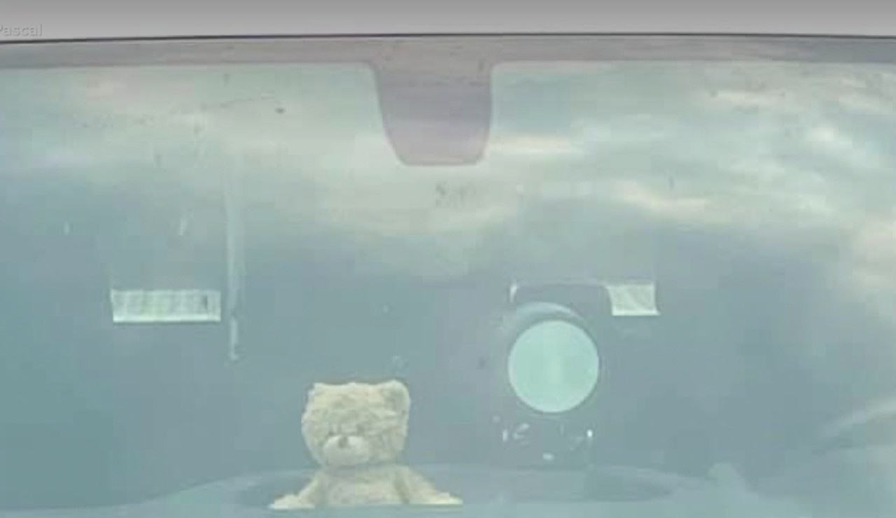 gnp teddy