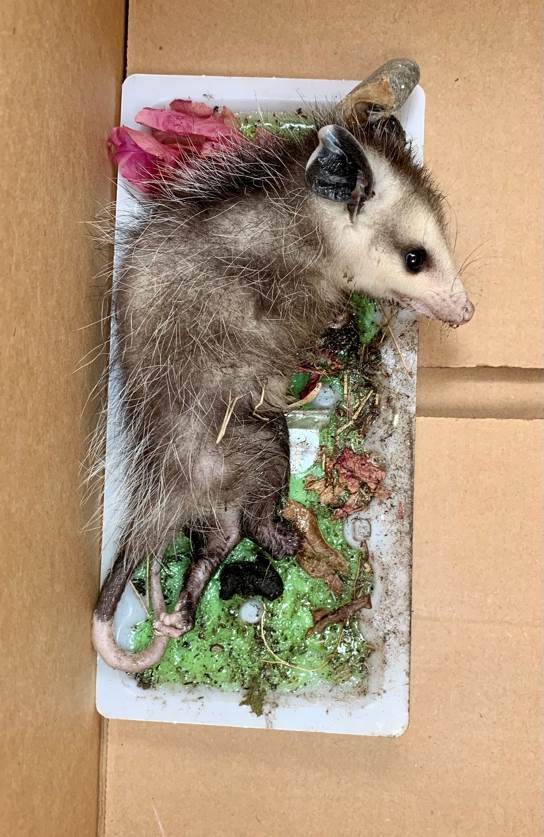 san diego humane glue traps_2.jpg