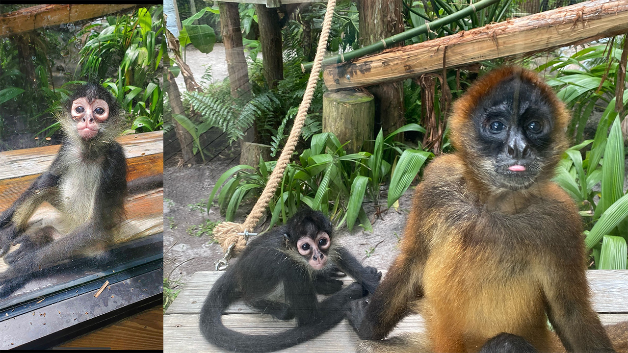 spider monkeys at Central Florida Zoo