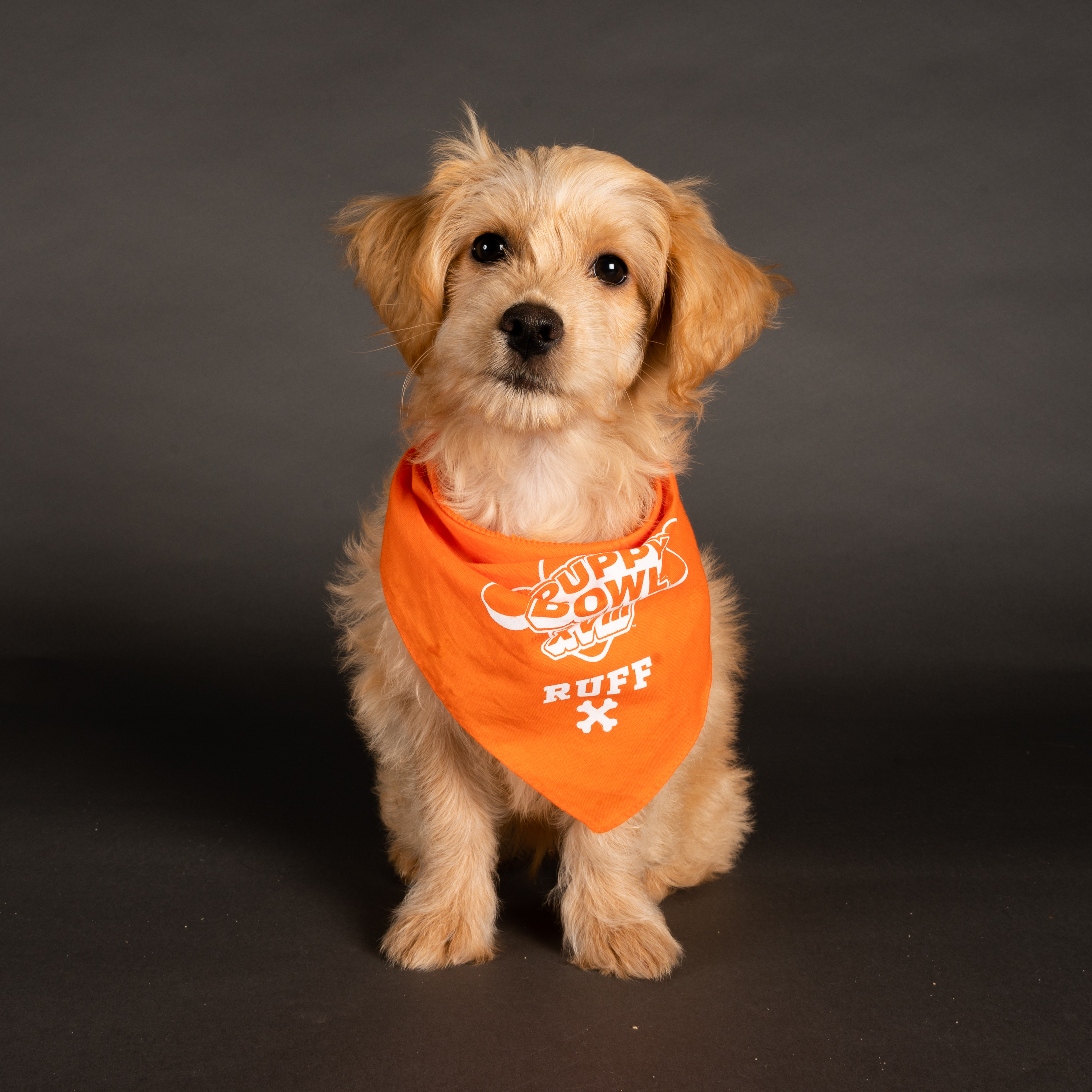 Puppy Bowl