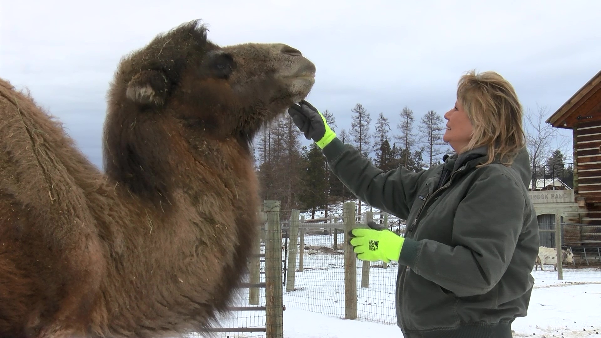Carlos is the ranch's Bactrian camel