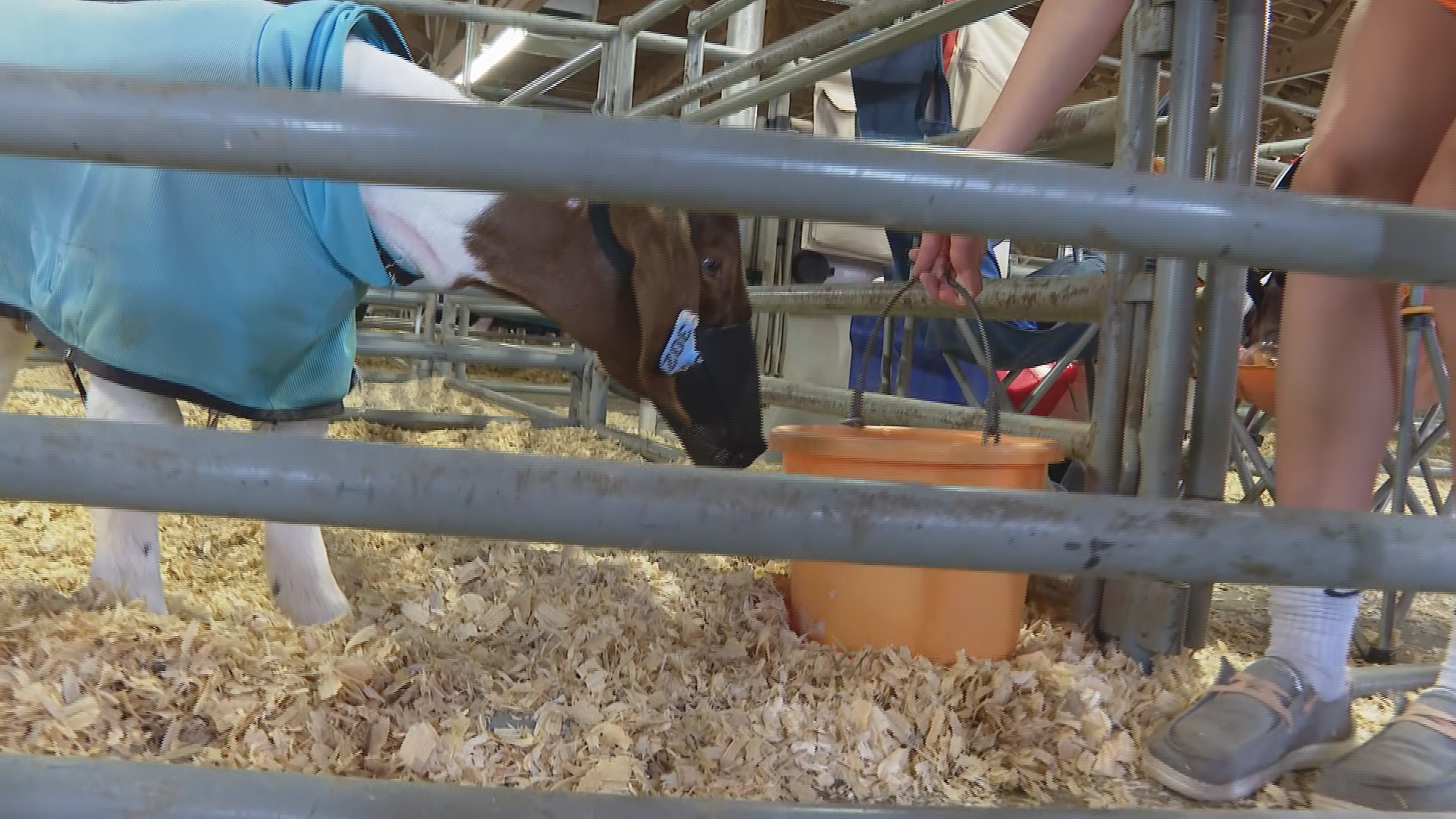 How livestock are staying cool at the Colorado State Fair