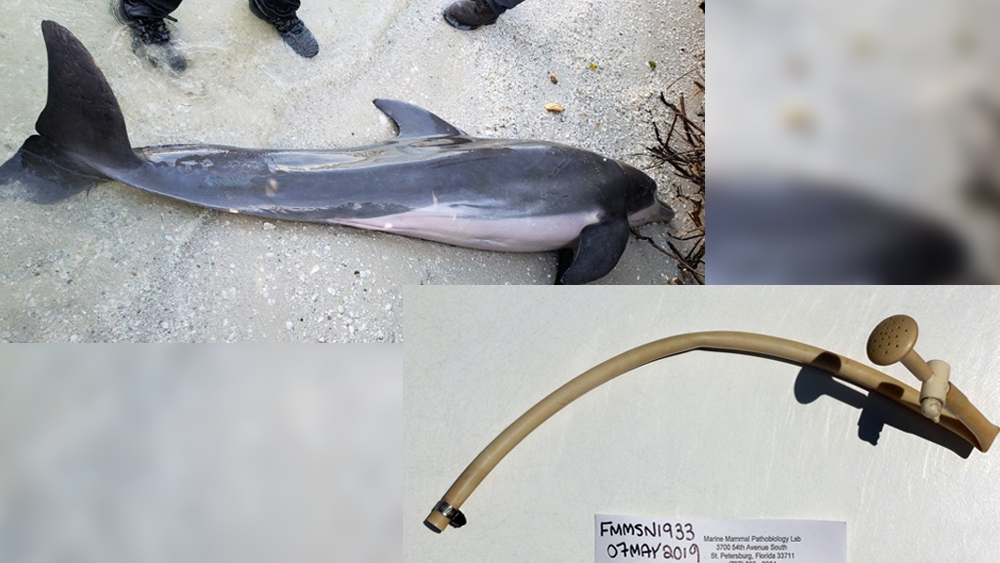 wptv-dolphin-hose.jpg