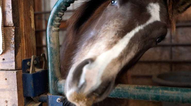 When seconds count: Horse rescue founder shares tips on how to quickly evacuate horses