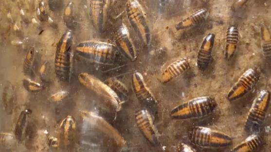 Screenshot 2025-12-04 174156.png