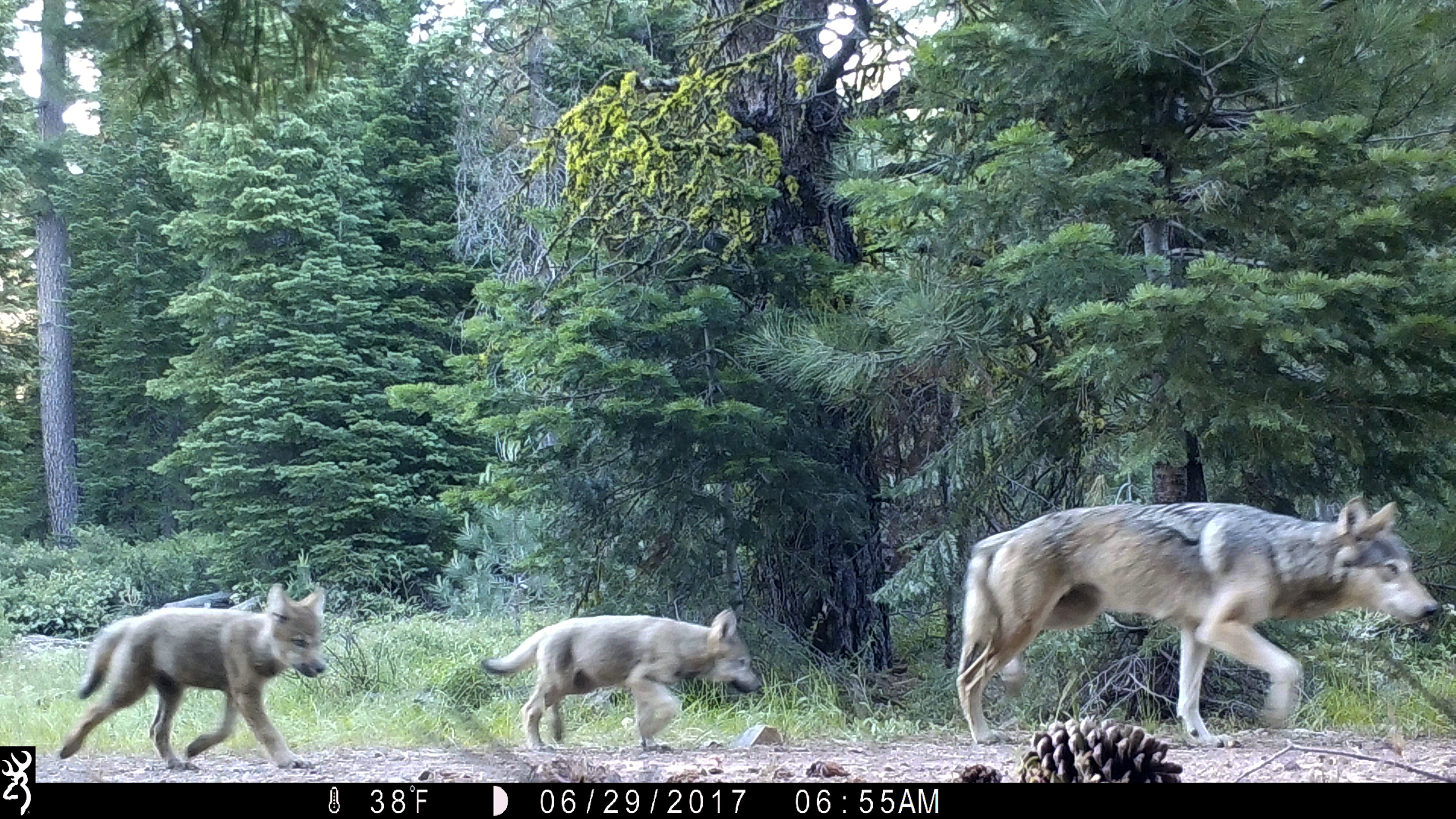 Groups ask court to restore protections for US gray wolves
