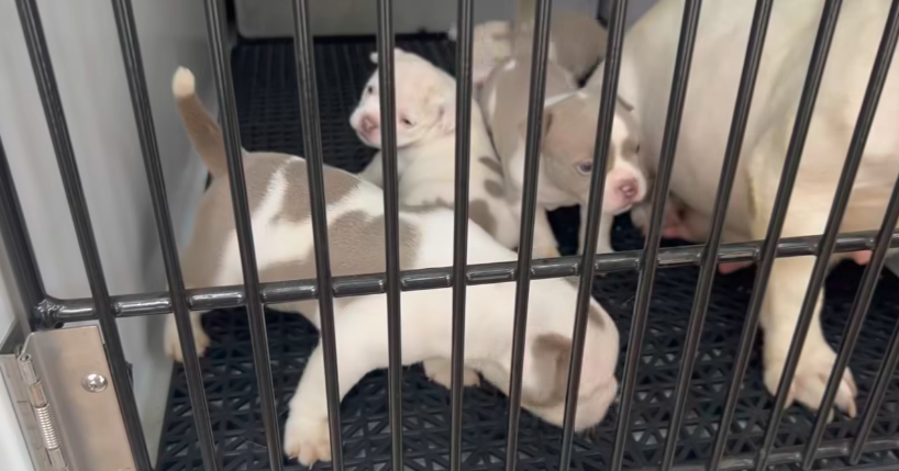 3 children, more than 30 pets rescued from 'deplorable conditions' in Commerce City home, police say CC News