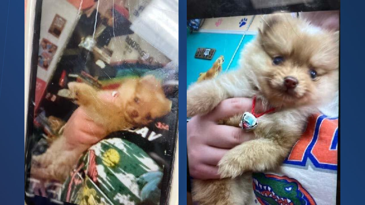 Stolen puppy Winter Haven