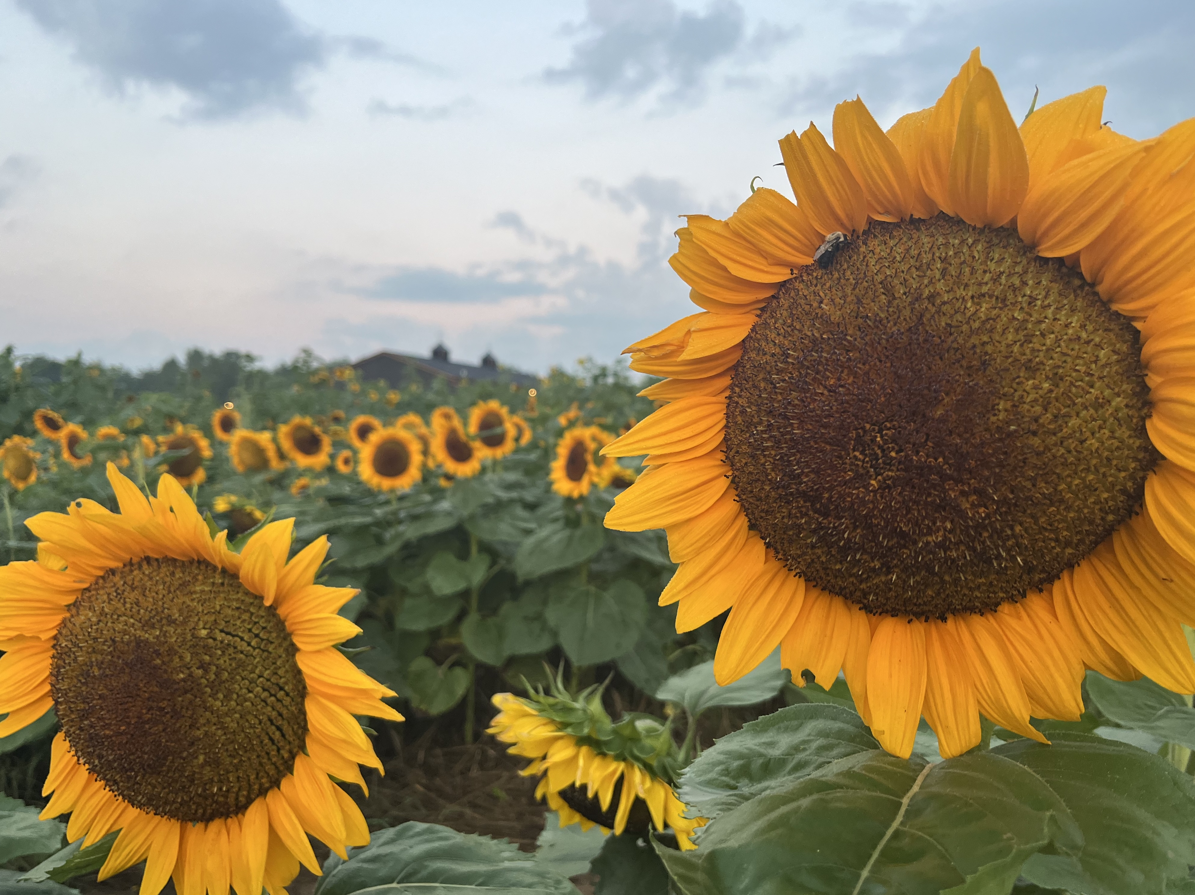 Deep Roots Produce Sunflowers