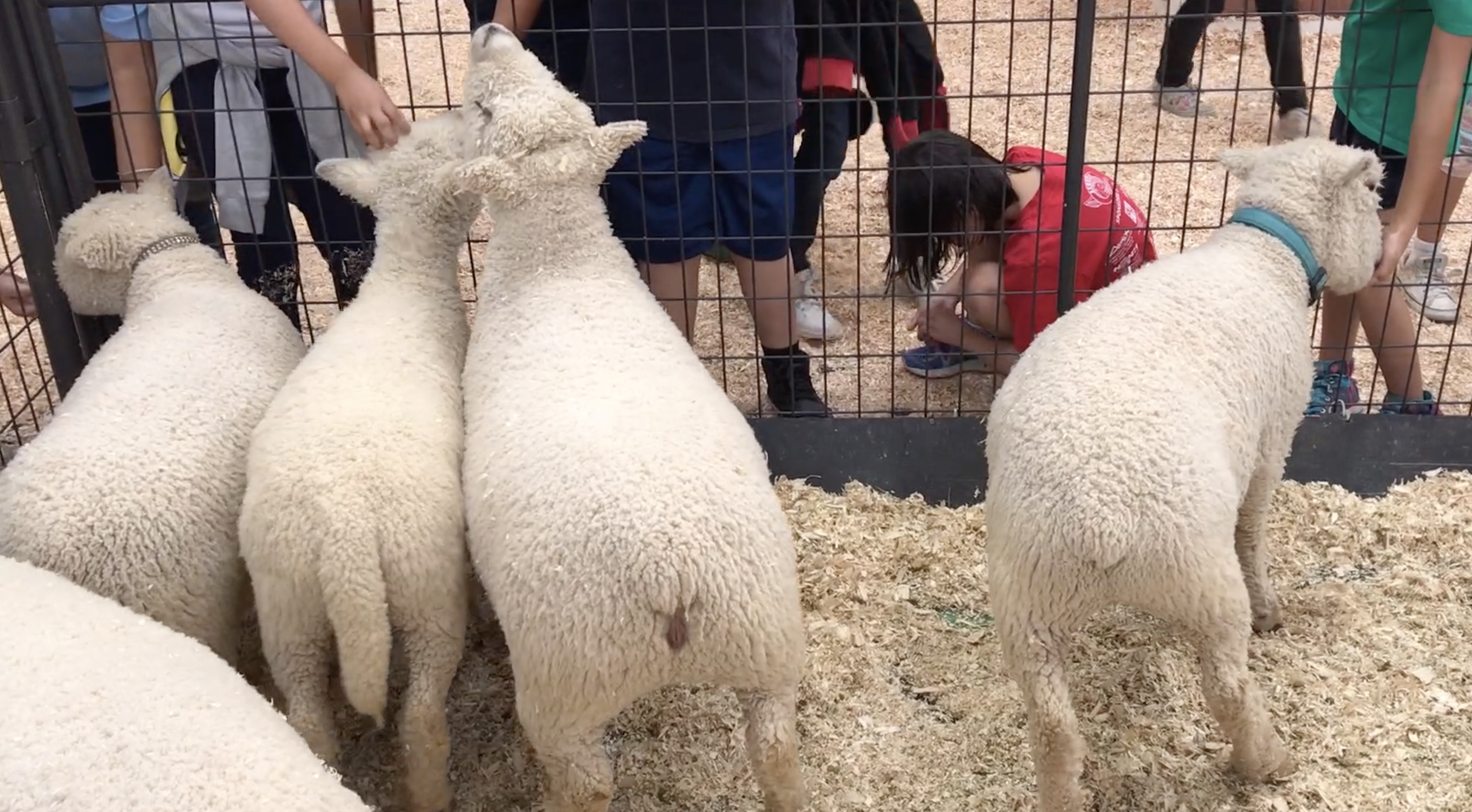 san diego county fair petting zoo 2 2018