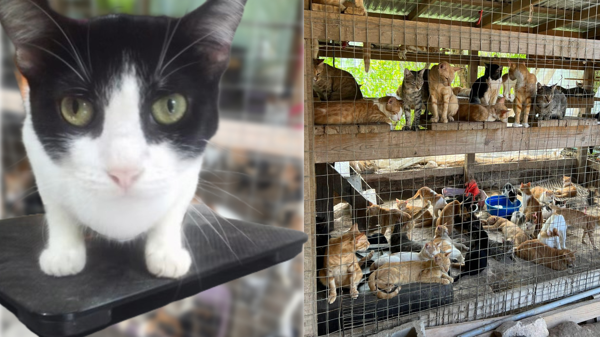 Roatan Cats